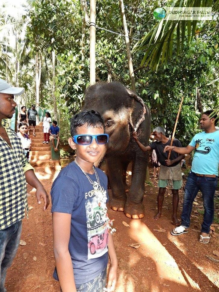 Elephant at Spice Plantation Goa-