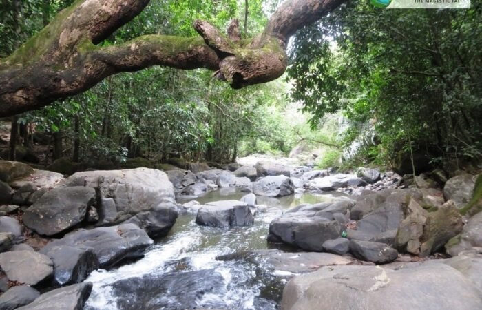 Jungle to the Dudhsagar Falls