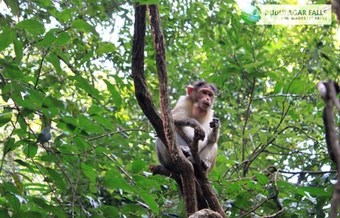monkey at Dudhsagar falls goa