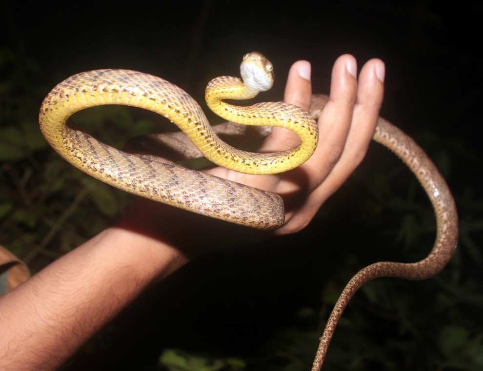 Ceylon Cat Snake-Goa