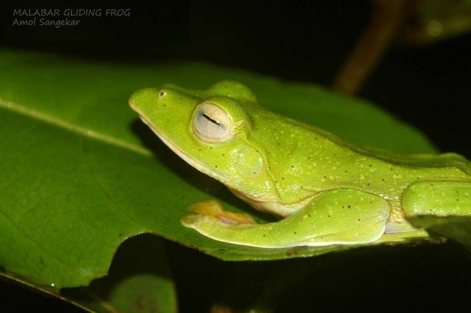 Malabar-Flying-(gliding)-frog-Goa